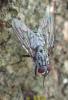 Phaonia sp.